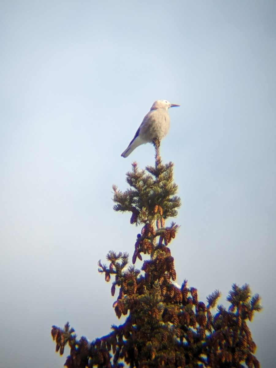 Clark's Nutcracker - ML616718338