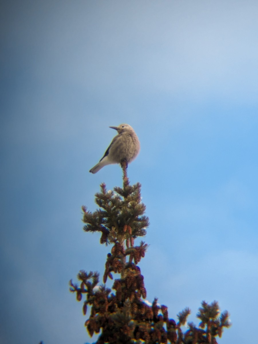 Clark's Nutcracker - ML616718339