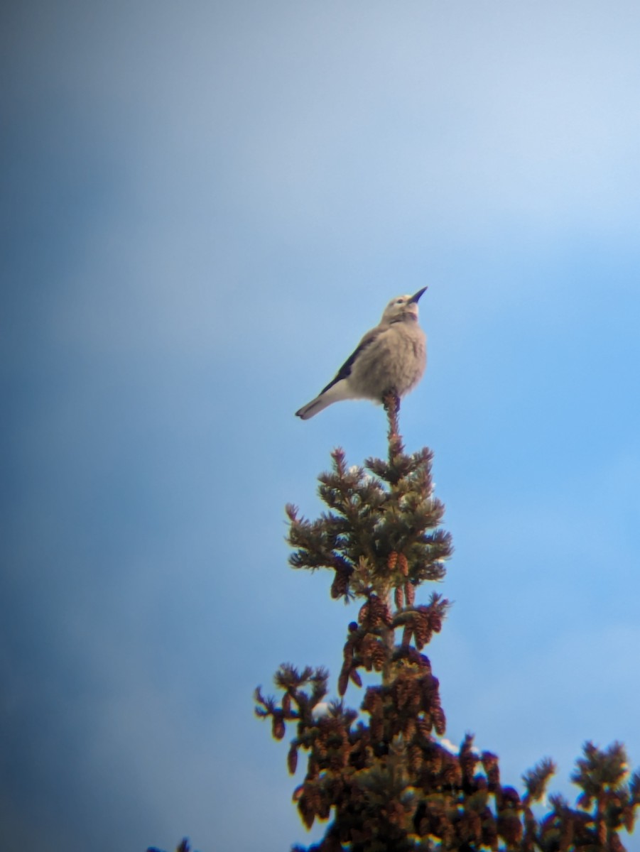 Clark's Nutcracker - ML616718340