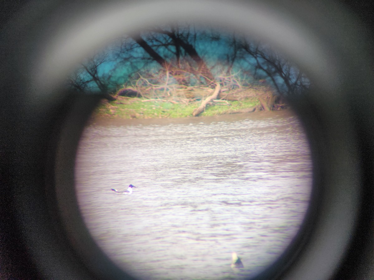 Laughing Gull - ML616718390
