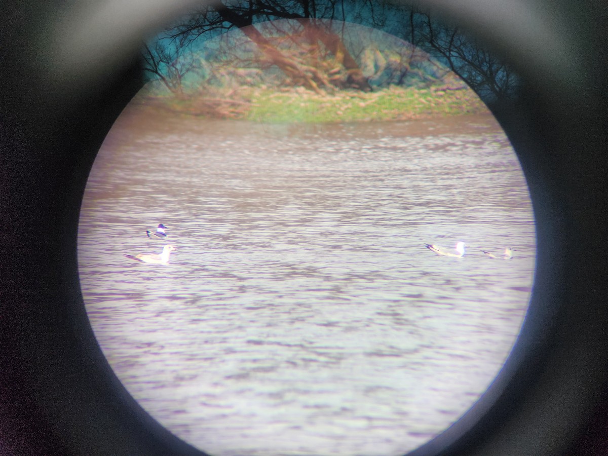 Bonaparte's Gull - ML616718412