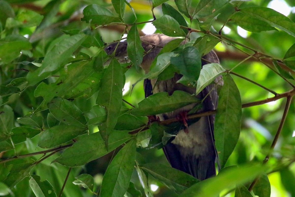 Plumbeous Pigeon - ML616718441