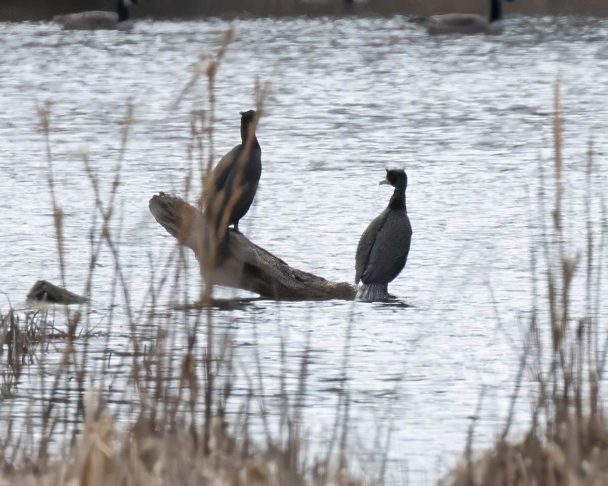 Double-crested Cormorant - ML616718453