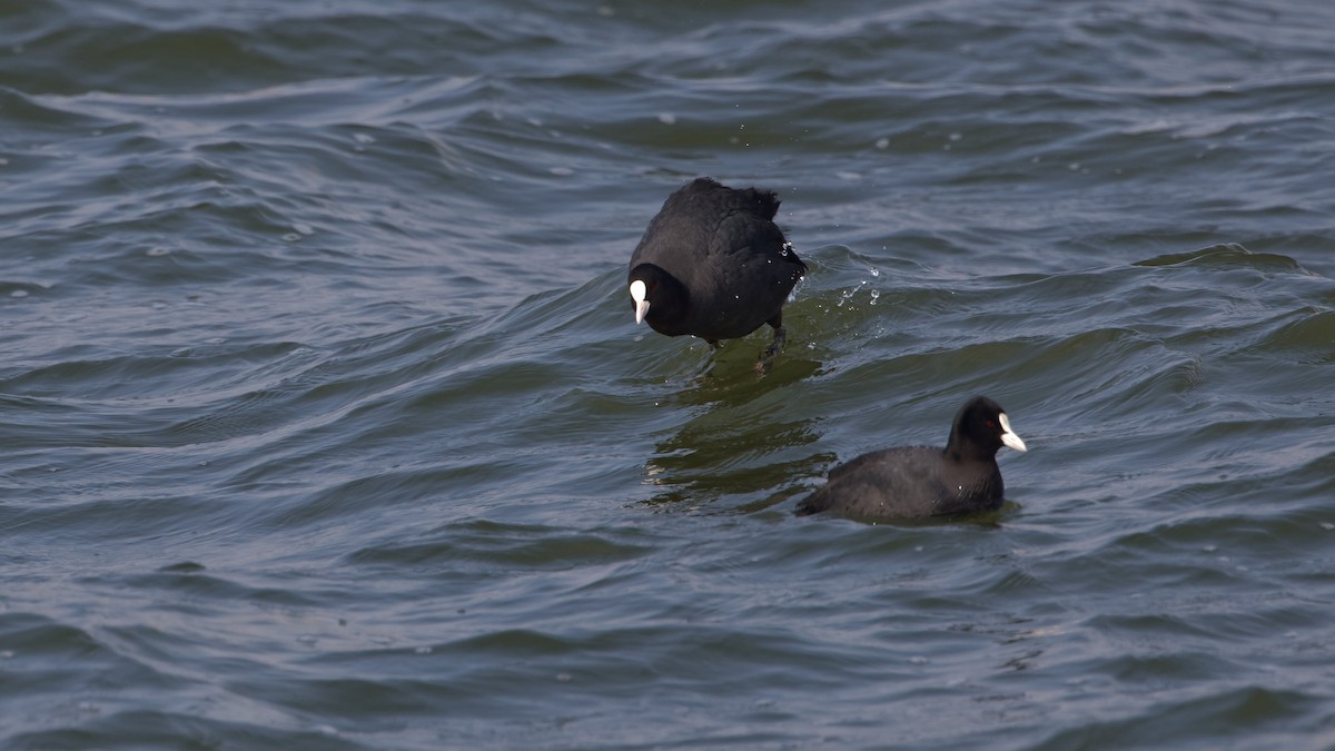 Eurasian Coot - ML616718461