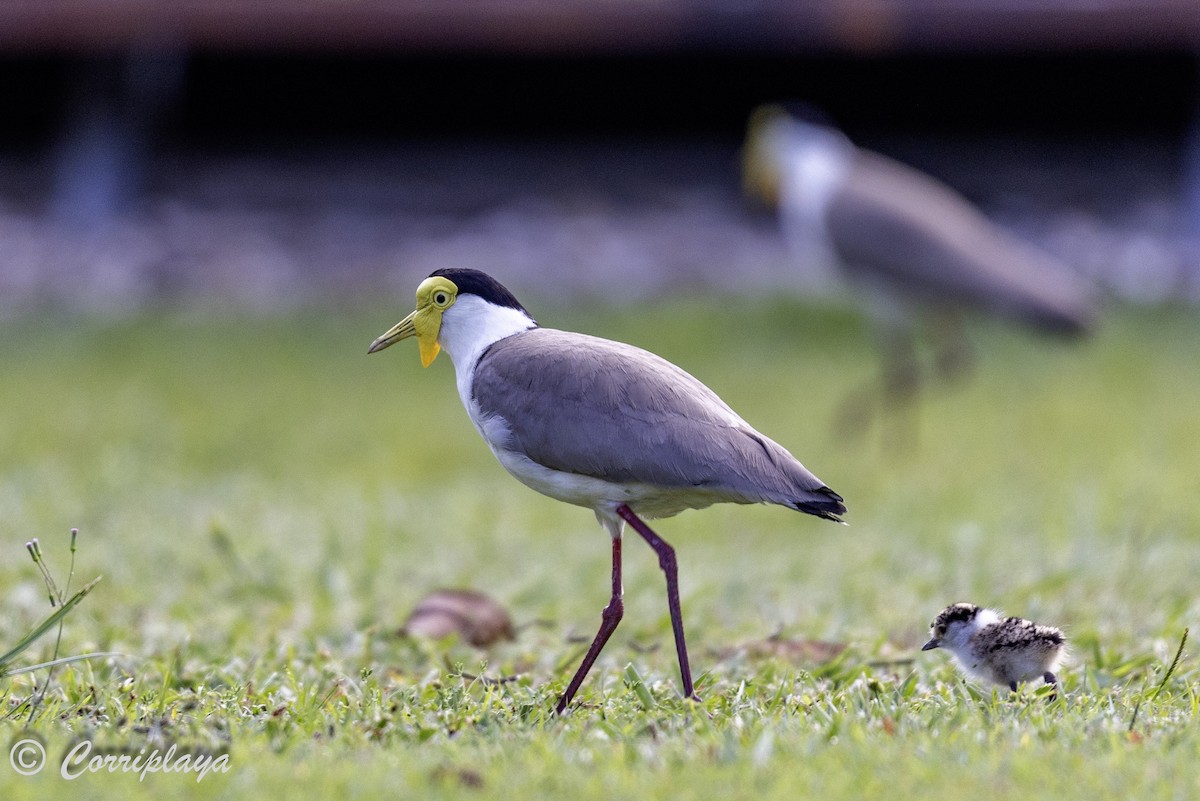 Masked Lapwing - Fernando del Valle