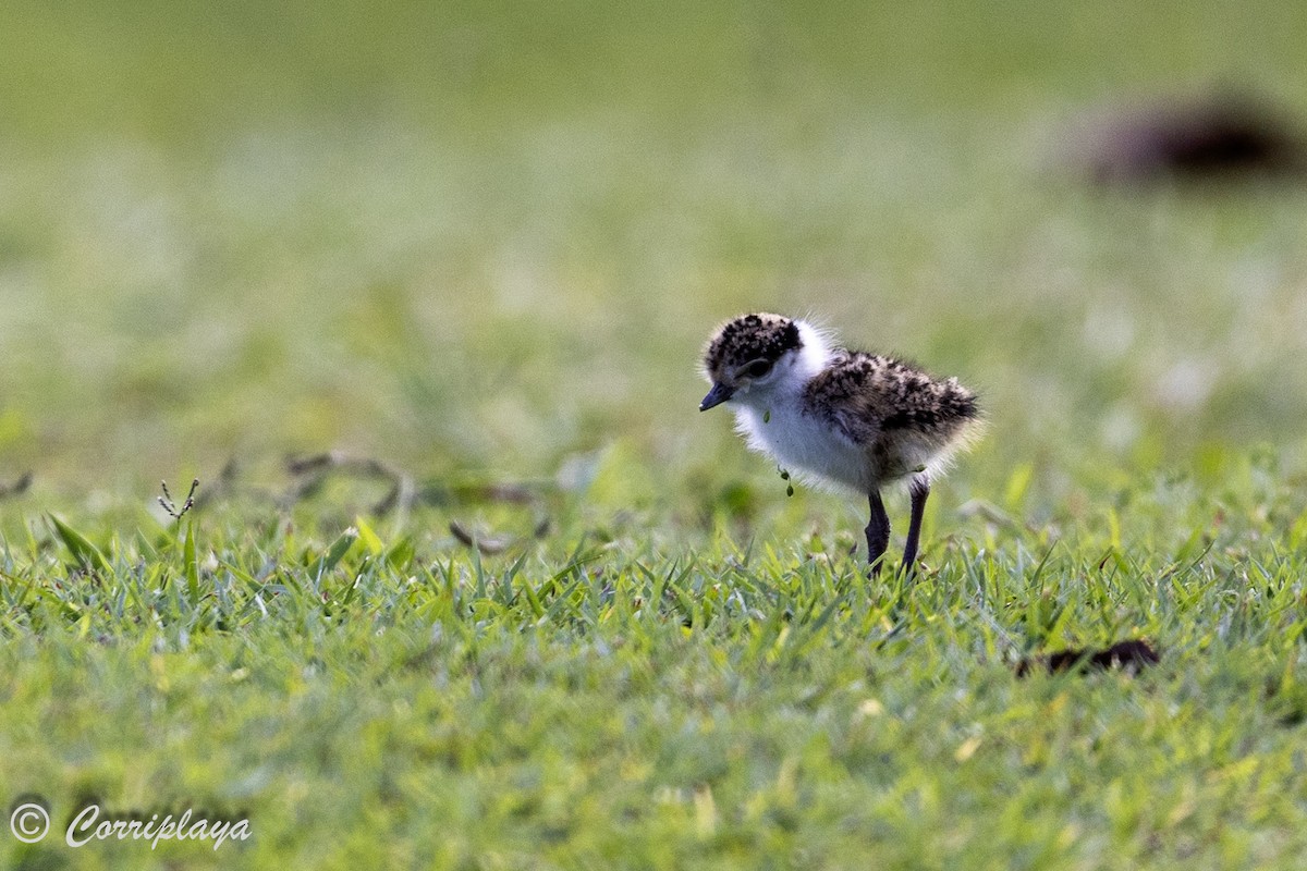 Masked Lapwing - Fernando del Valle