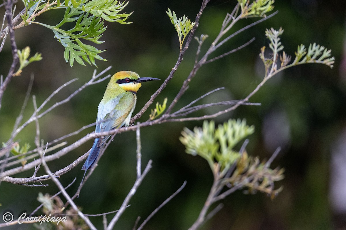 Rainbow Bee-eater - ML616718474