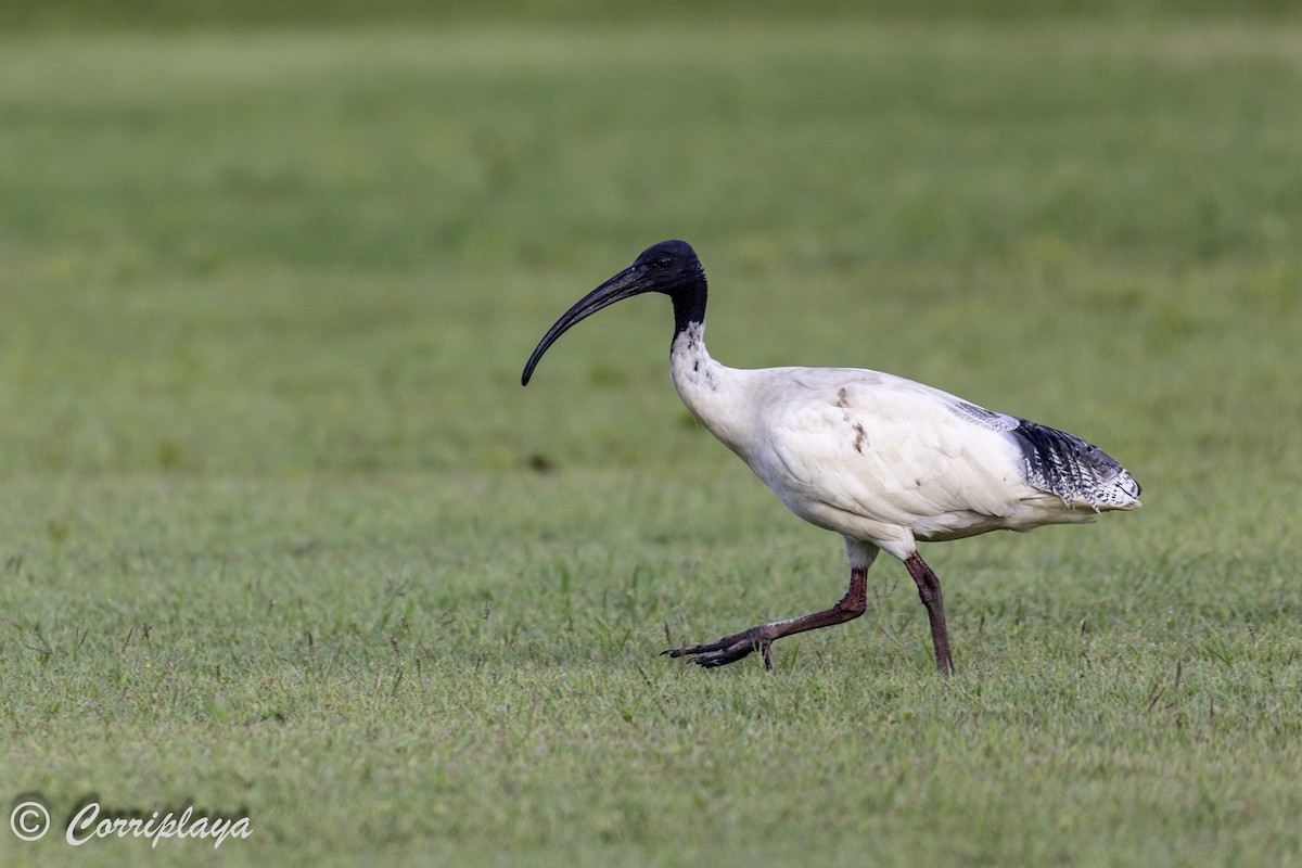 Ibis à cou noir - ML616718483