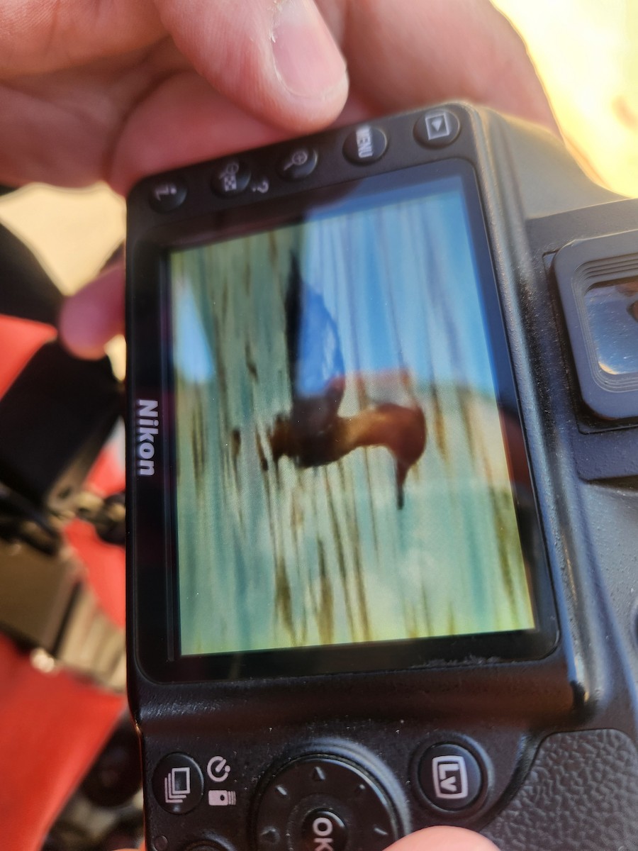 Red-breasted Merganser - ML616718487