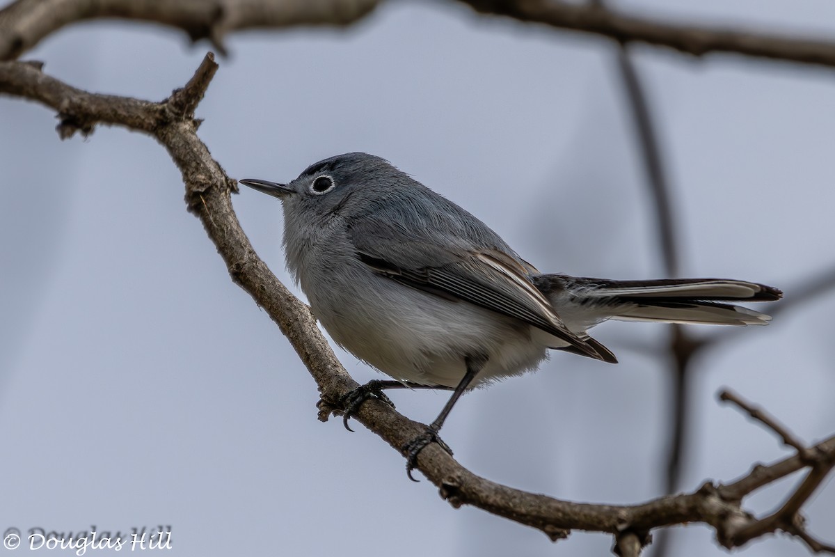 Blue-gray Gnatcatcher - ML616718539