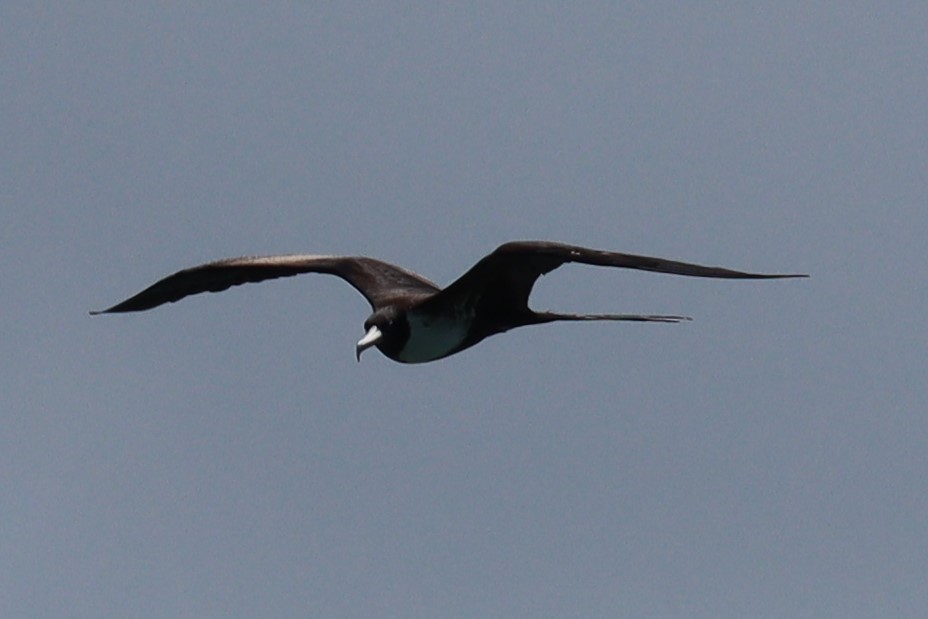 Magnificent Frigatebird - Subodh Ghonge