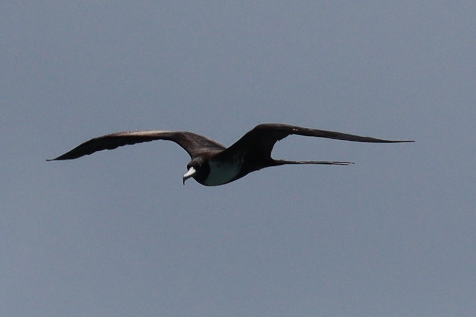 Magnificent Frigatebird - ML616718540