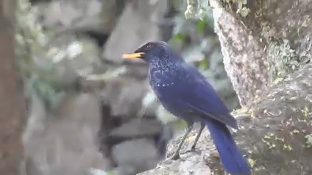 Blue Whistling-Thrush - ML616718575