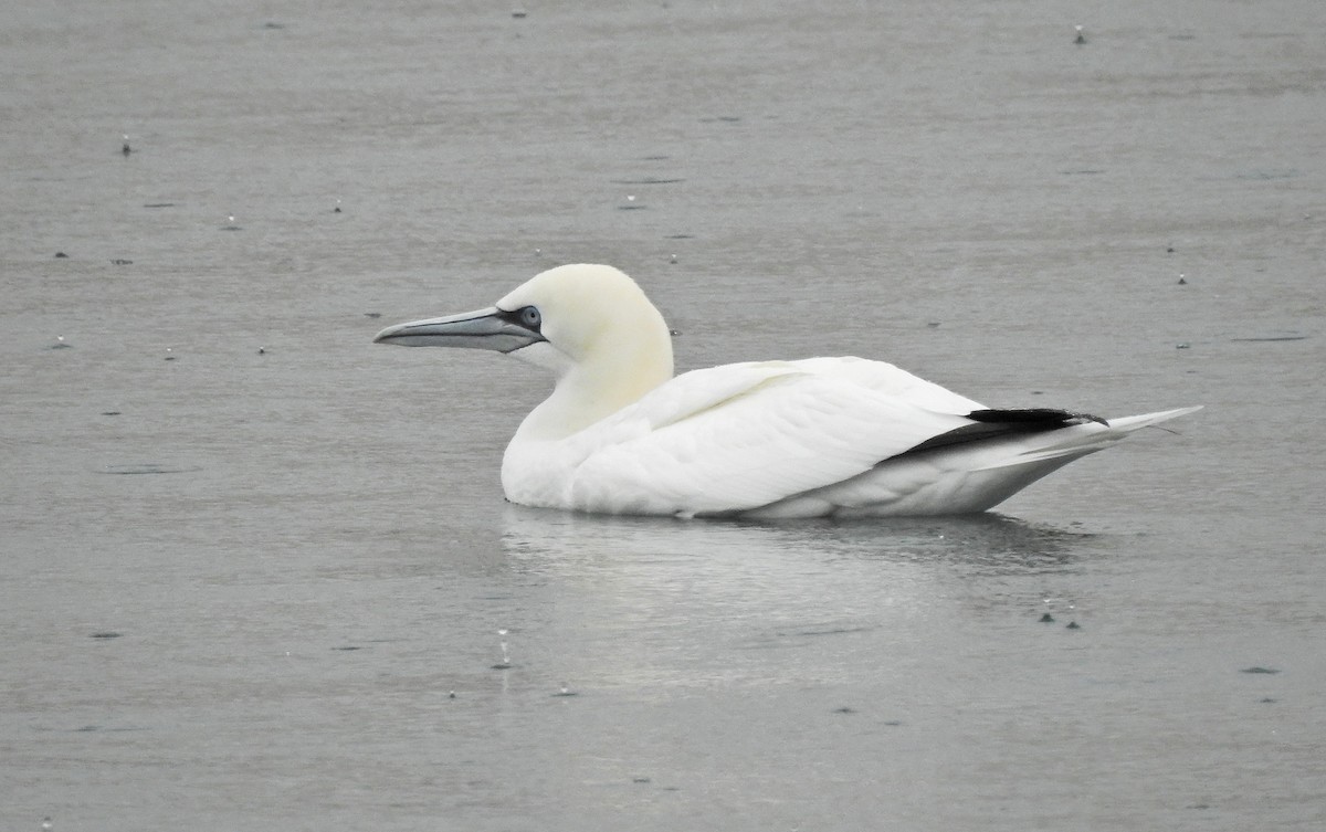 Northern Gannet - ML616718612