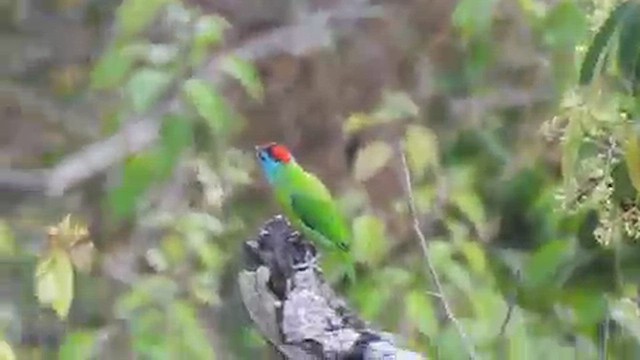 Blue-throated Barbet - ML616718625