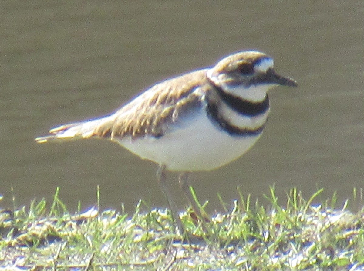 Killdeer - ML616718626