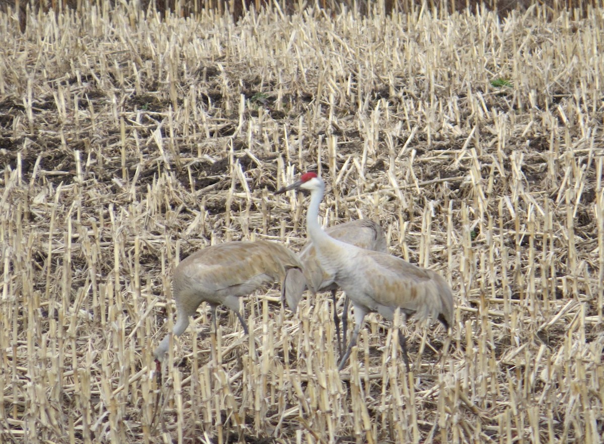 Sandhill Crane - ML616718641