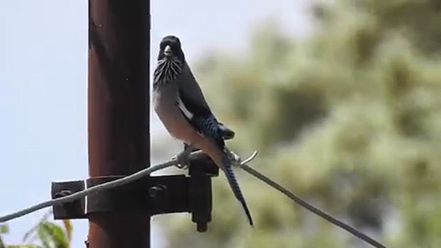 Black-headed Jay - ML616718657