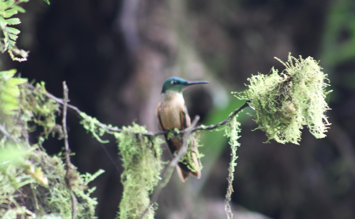 Fawn-breasted Brilliant - ML616718663