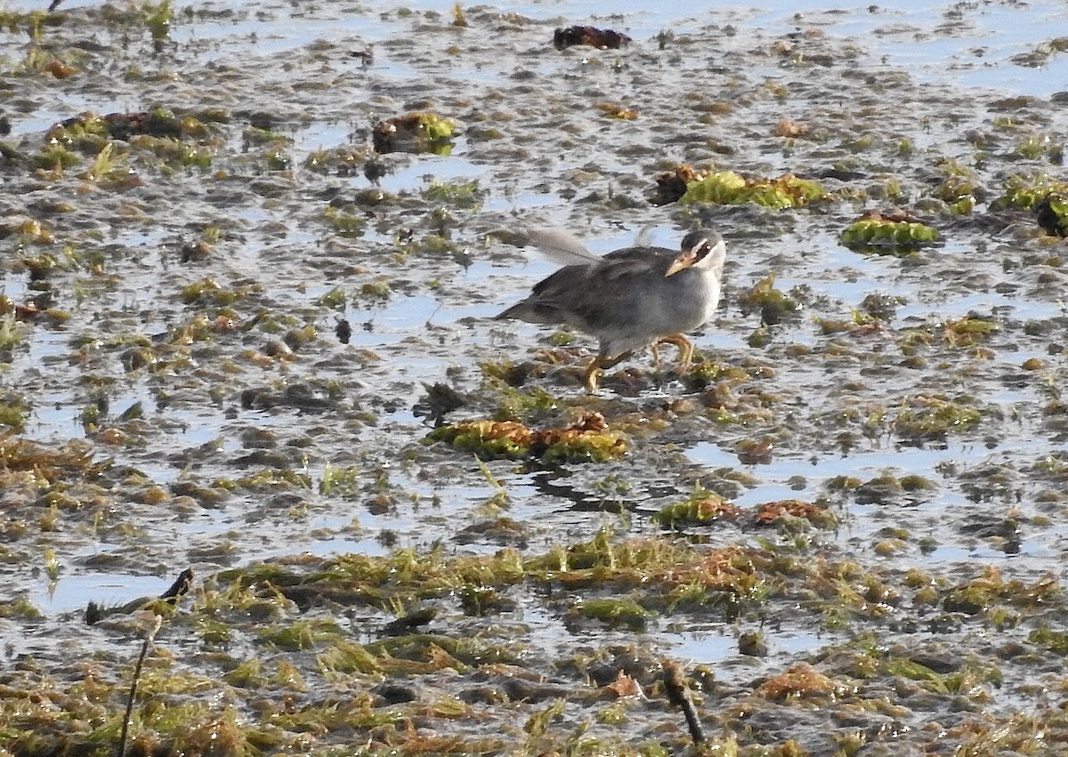 White-browed Crake - ML616718757