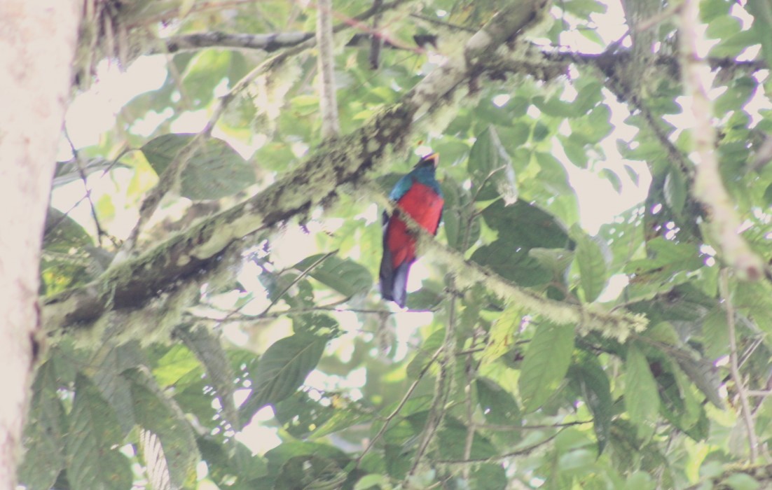 Golden-headed Quetzal - ML616718759