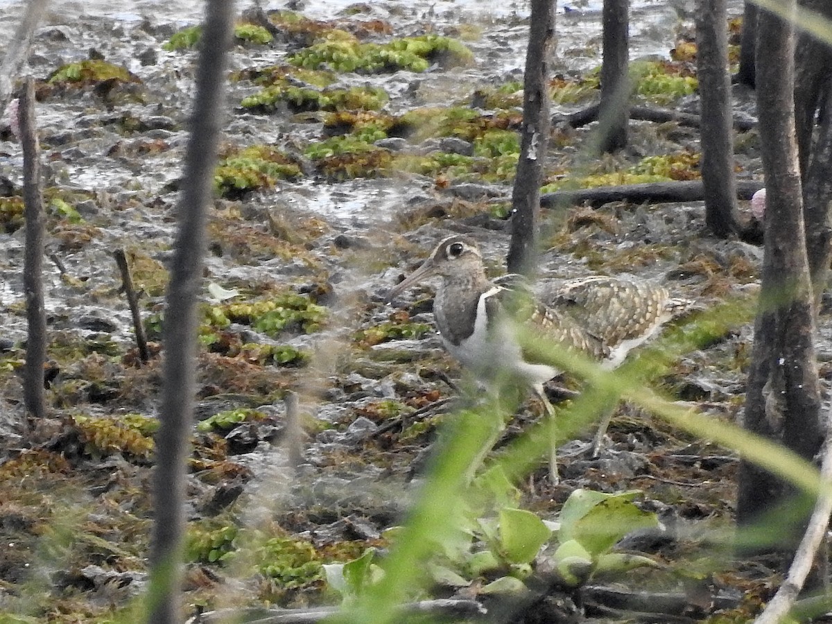 Greater Painted-Snipe - ML616718766