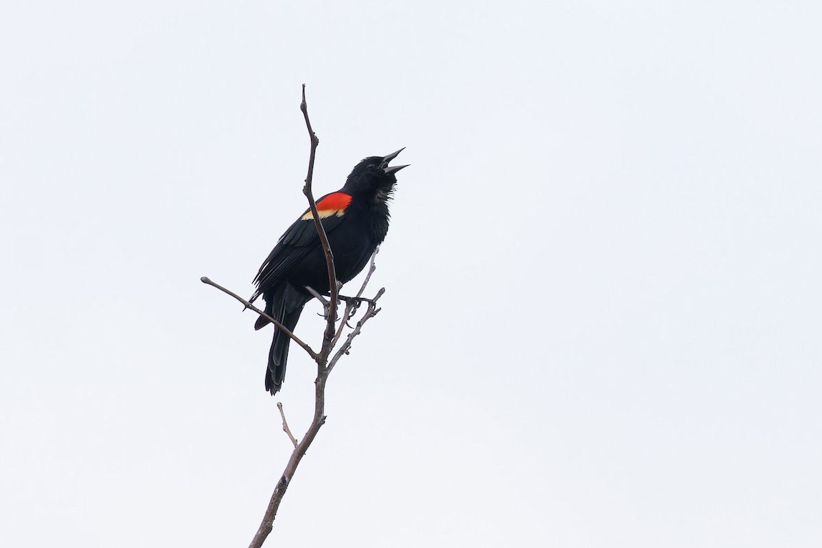 Red-winged Blackbird - Amy Rangel