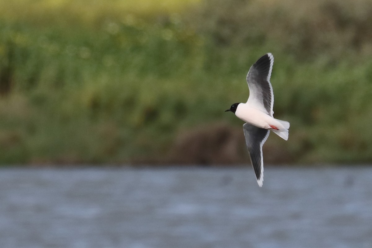 Mouette pygmée - ML616718781