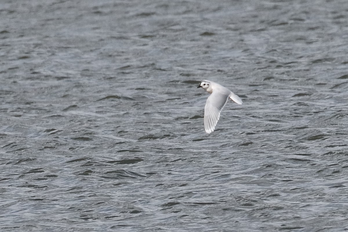 Little Gull - ML616718782