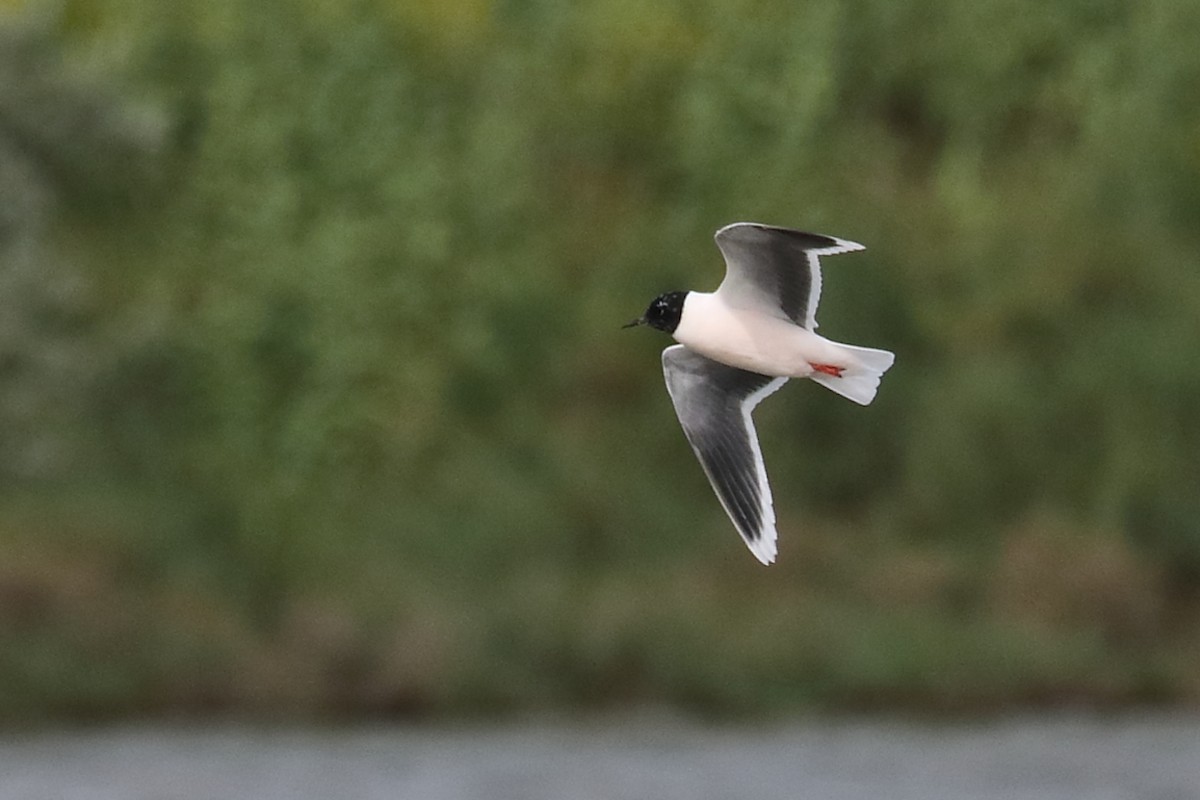 Mouette pygmée - ML616718783