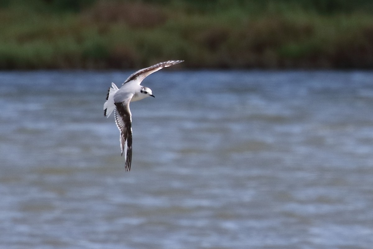 Little Gull - ML616718786