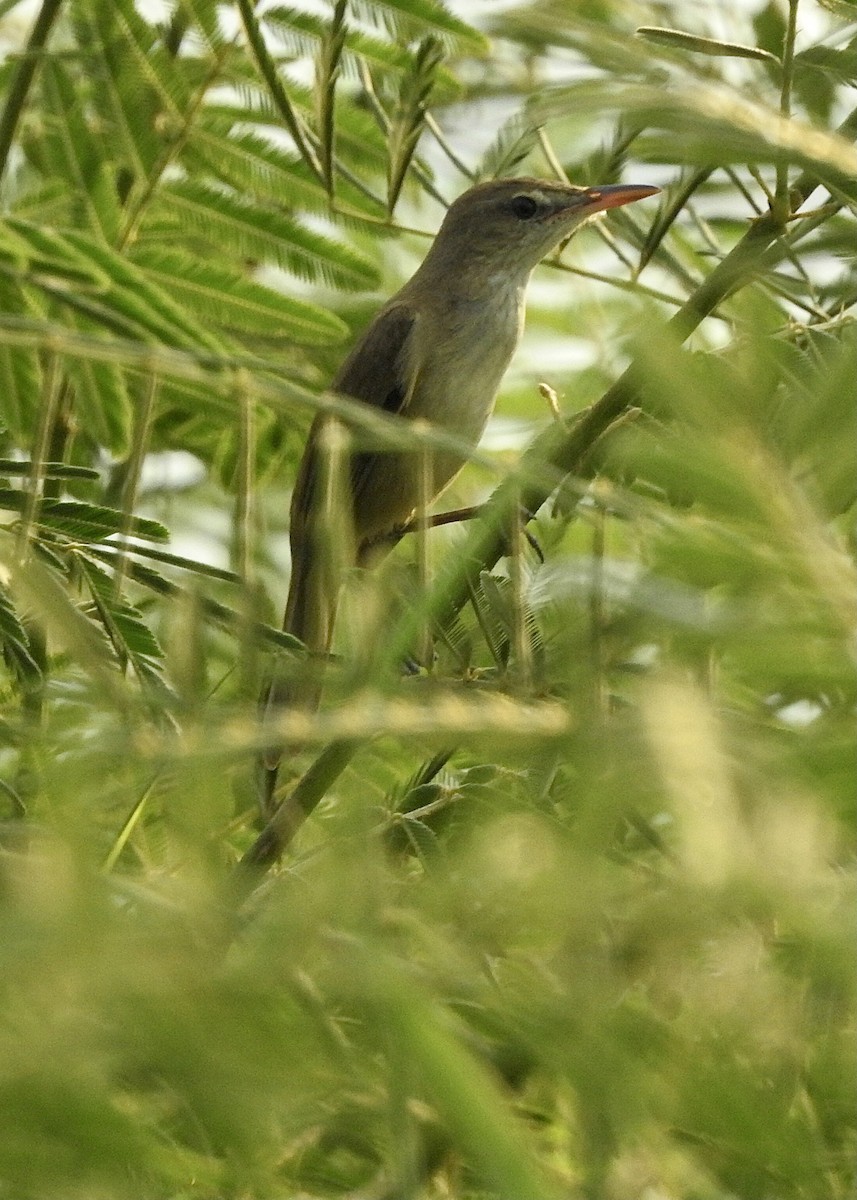 Oriental Reed Warbler - ML616718797