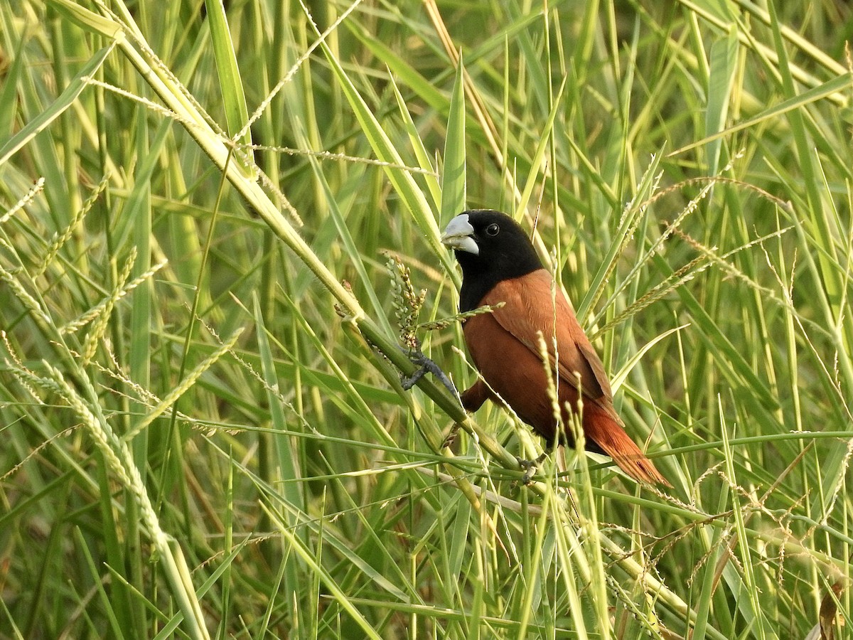 Chestnut Munia - ML616718804