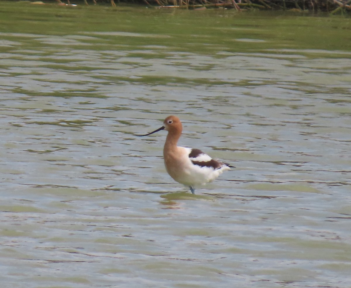 Avoceta Americana - ML616718861