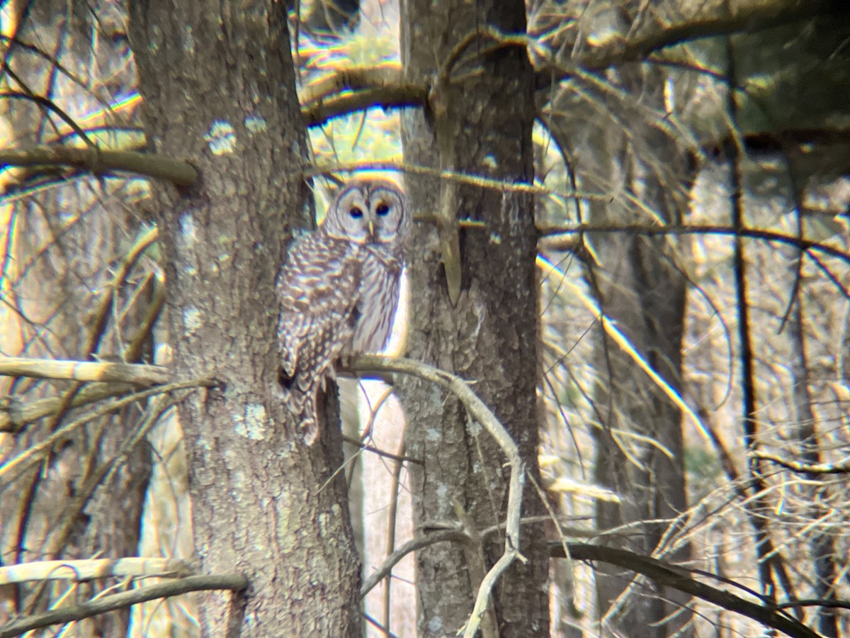 Barred Owl - Hisao Yatsuhashi