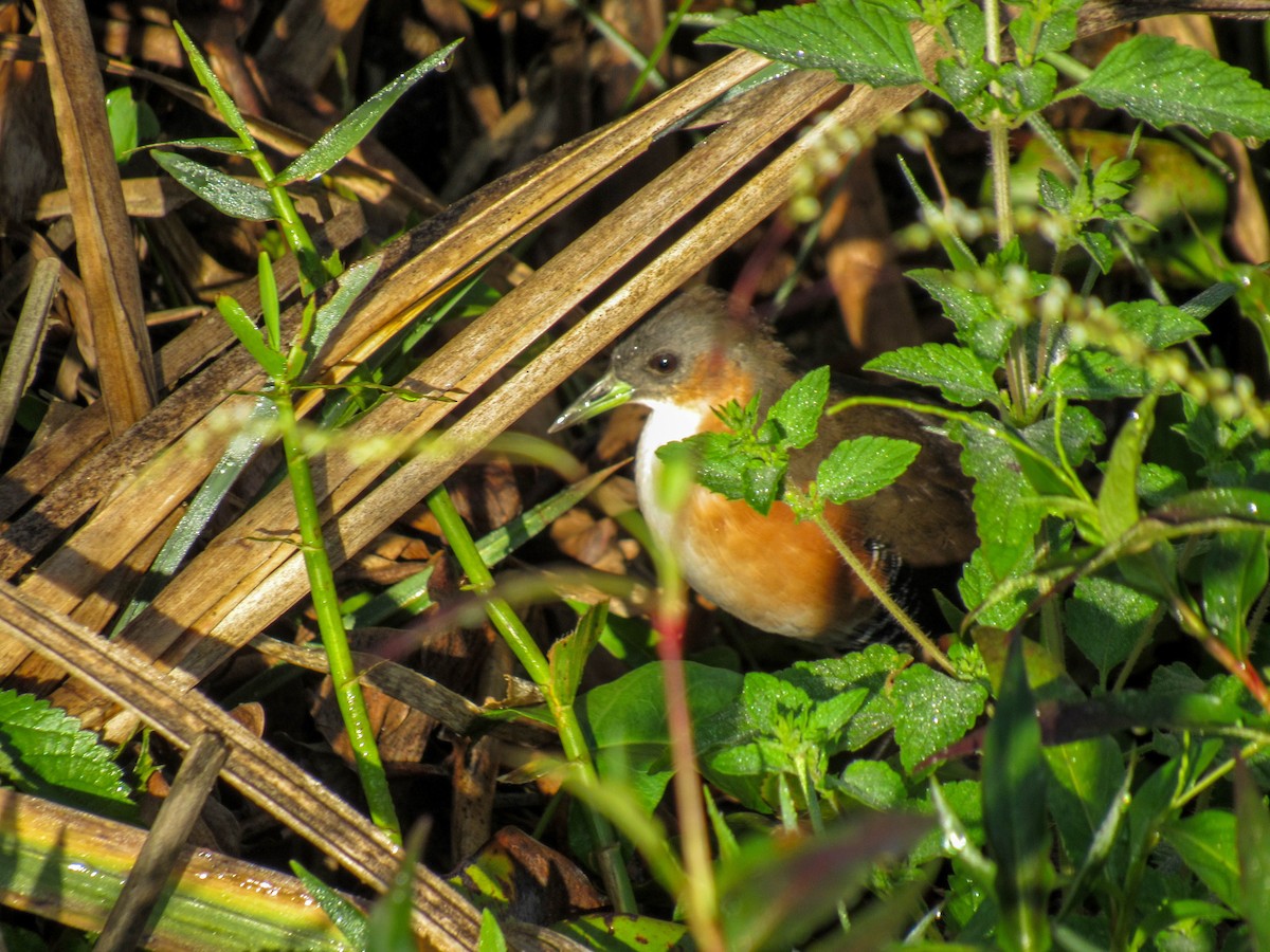 Rufous-sided Crake - Luis  Weymar Junior