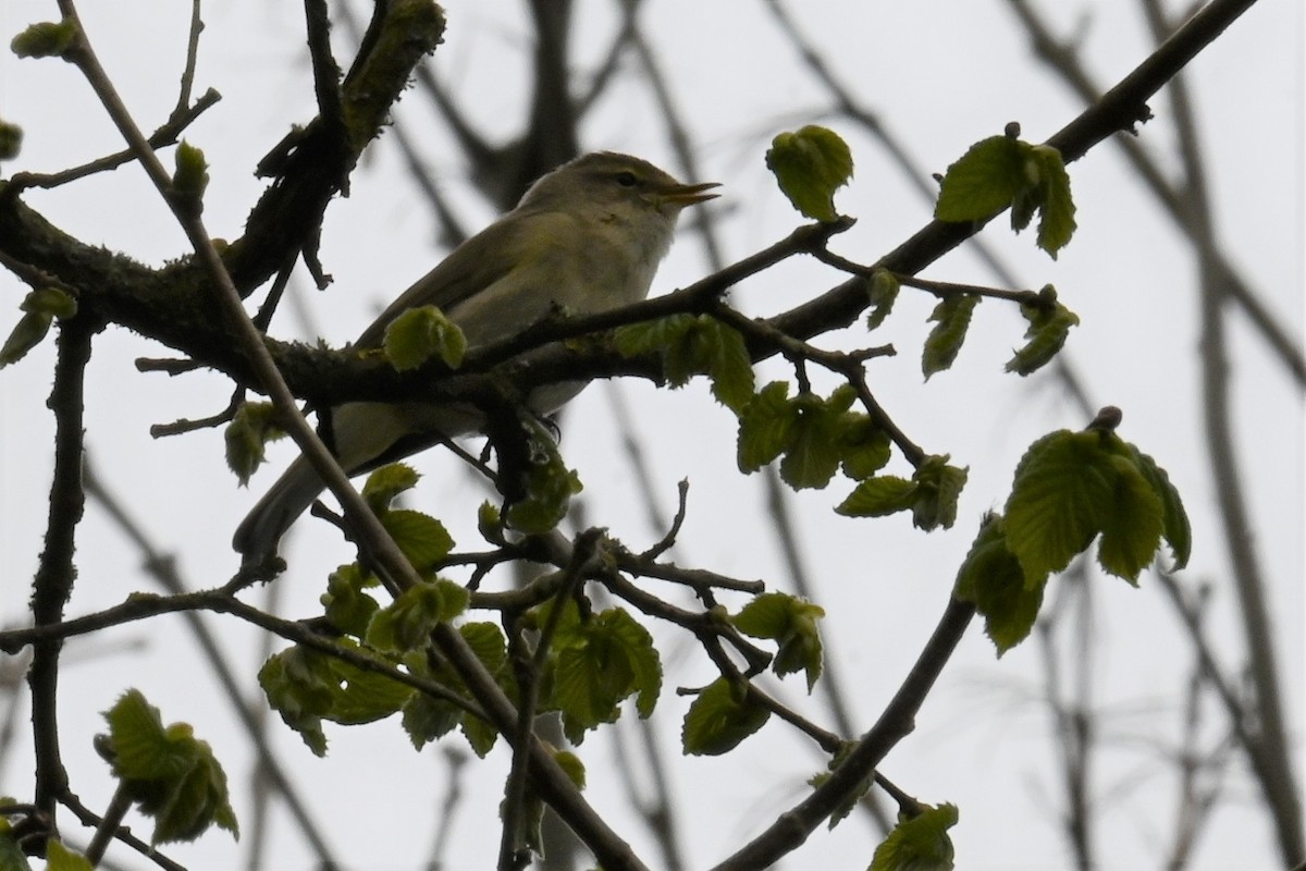 Common Chiffchaff - Gillian  Richards