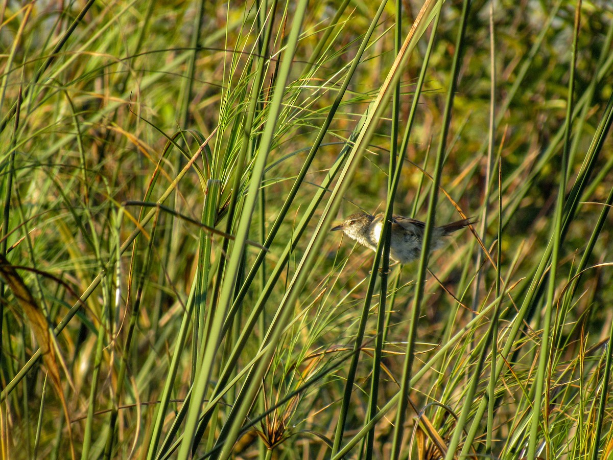 Sulphur-bearded Reedhaunter - Luis  Weymar Junior