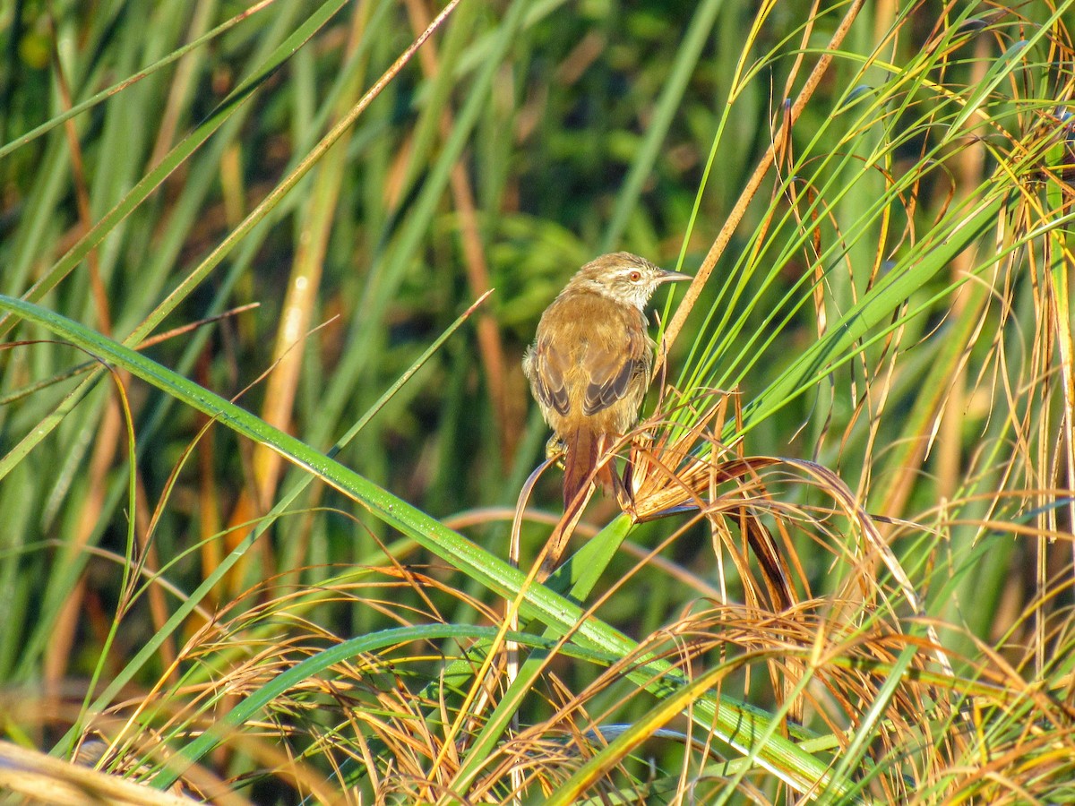 Sulphur-bearded Reedhaunter - ML616718958