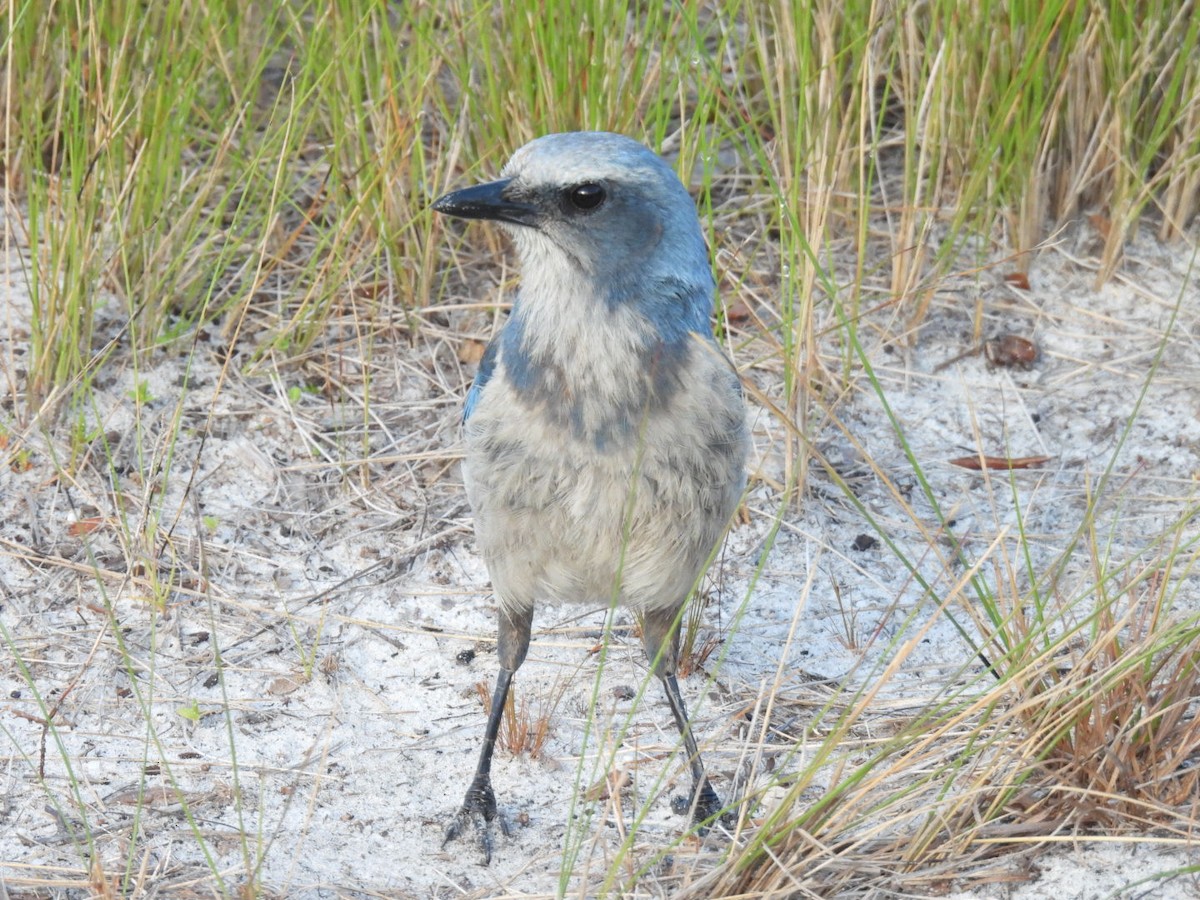 Florida Scrub-Jay - ML616718982