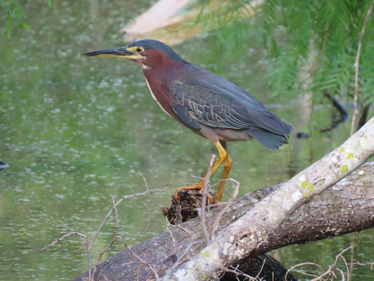 Green Heron - Barry Kinch