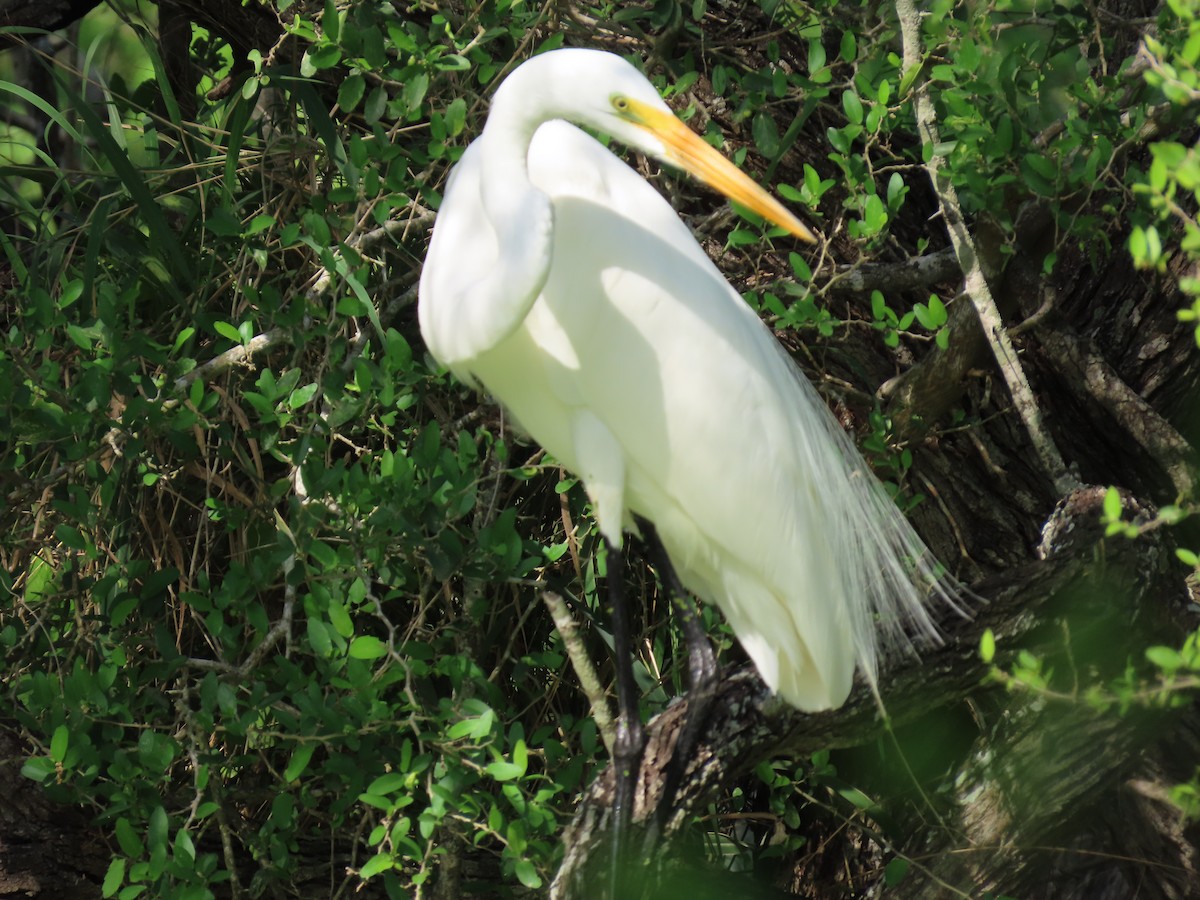 Great Egret - Barry Kinch