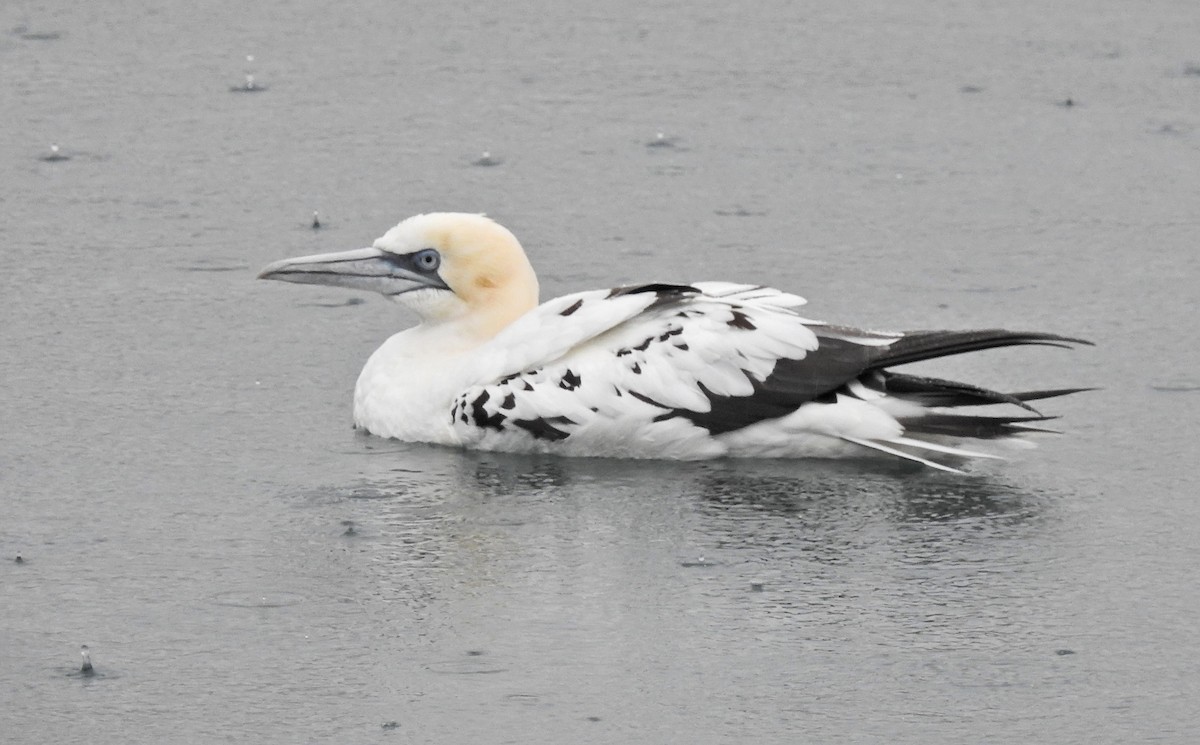 Northern Gannet - ML616719151