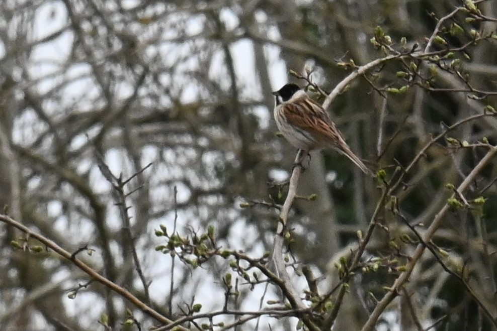 Reed Bunting - Gillian  Richards