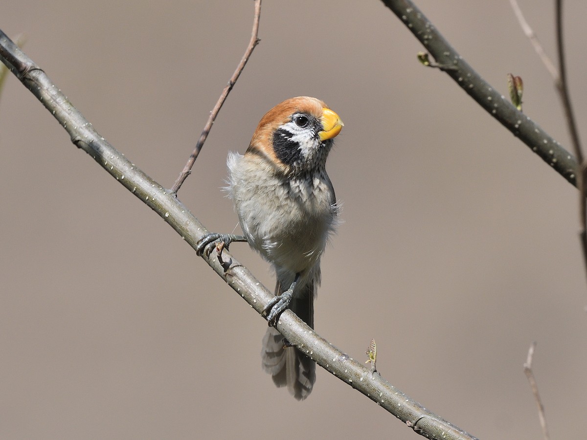 Spot-breasted Parrotbill - ML616719200