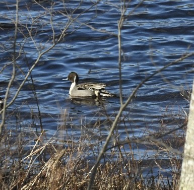 Northern Pintail - ML616719231