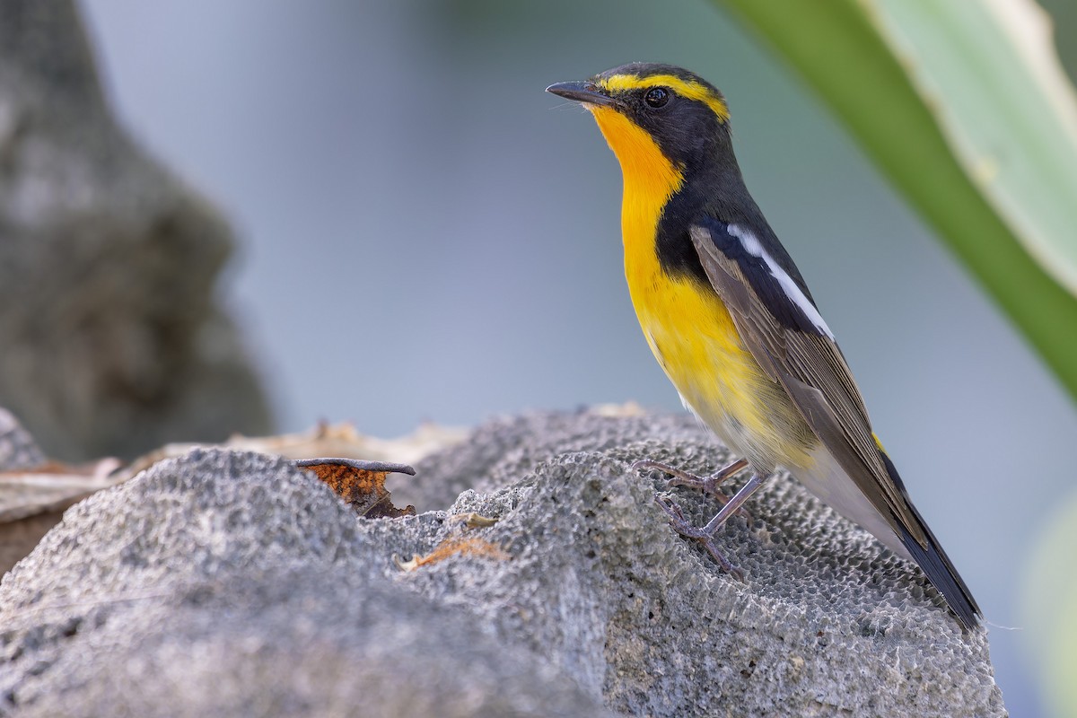 Narcissus Flycatcher - ML616719273