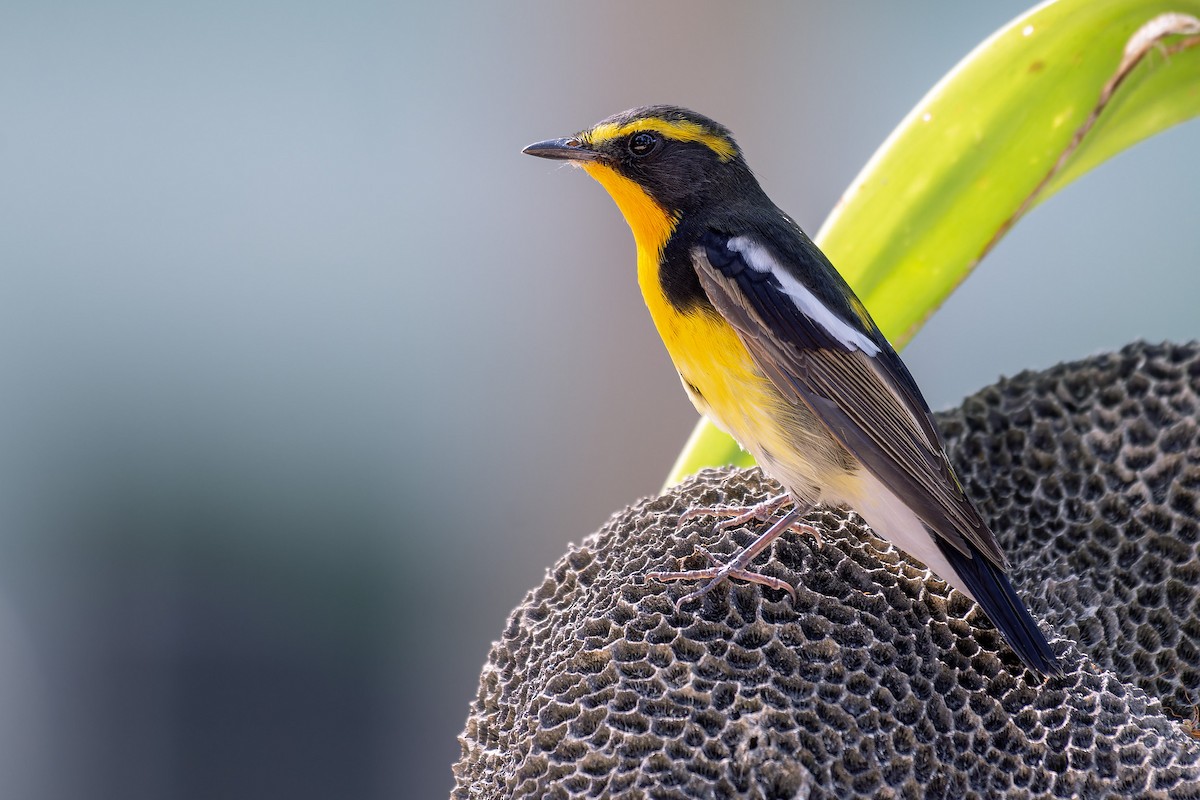 Narcissus Flycatcher - ML616719274