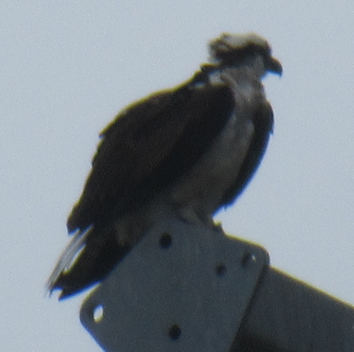 Águila Pescadora - ML616719370