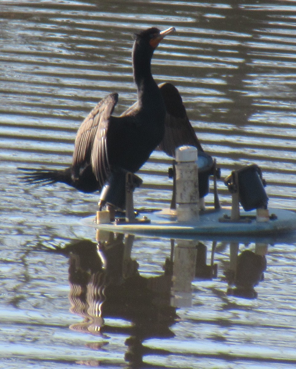 Double-crested Cormorant - ML616719581